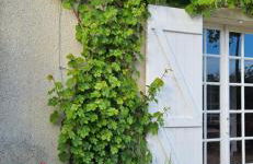 La petite chouette - Photo 4