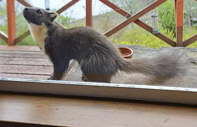 Camus Na Harry - Foto 10