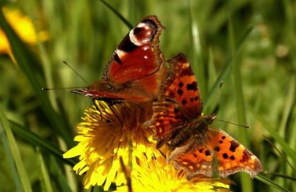 Sauerland-AlmWinterberg - Photo 25
