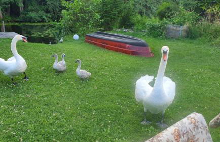 Alt-Berliner Schwanenhof - Ferienwohnungen Lychen - Photo 17