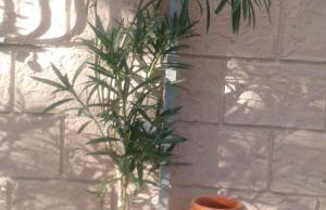 Sunny holiday home - Foto 31