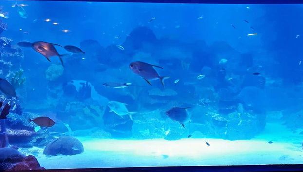 Peixes no Aquário Emaar