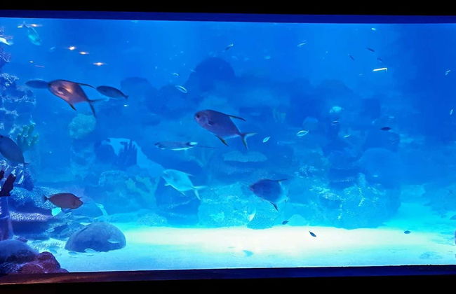 Ingresso do Aquário Emaar - Foto 4