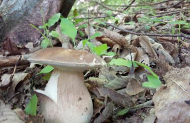 Agriturismo Le Roghete - Foto 52