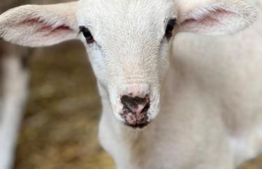 Mas Vermell - Foto 45