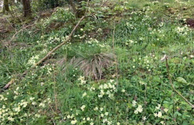 Cosy 2-bed Cottage With Garden Near Carlisle - Foto 12