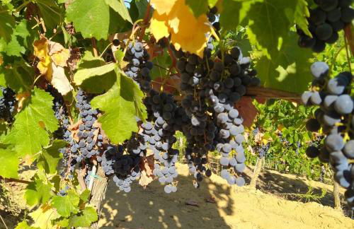 La Giribaldina Winery & Farmhouse - Foto 51