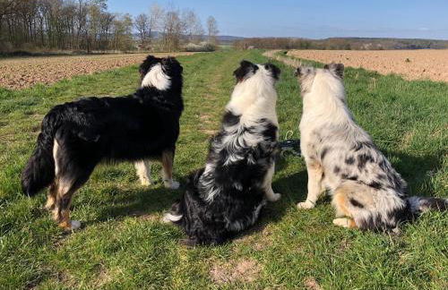 Ferienwohnung Lippert - Photo 16