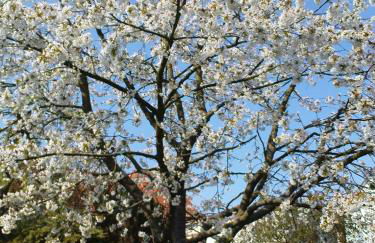 Ferienhaus am Schilfgürtel - Foto 11