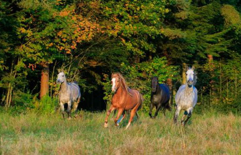 Dom na Krzemienicy - Foto 17