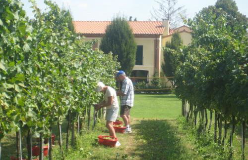 Agriturismo L'Albara - Wines, Pool & SPA - Foto 29