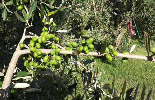 Agriturismo Casale Bonaparte - Foto 21