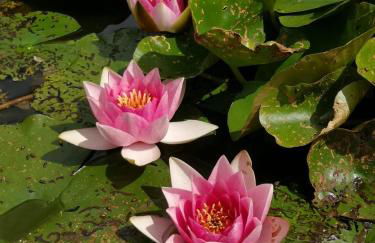 Ferienhaus in Bleicherode - Foto 12