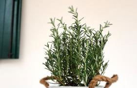 Villa Barbara Fra i Pini - Foto 27