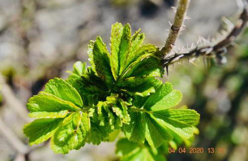 Premium-Ferienhaus Extertal Ferienpark - Natur Erholung Sauna Familie - Foto 22