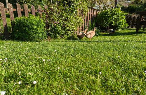 Bryn Elltyd Eco House - Foto 59
