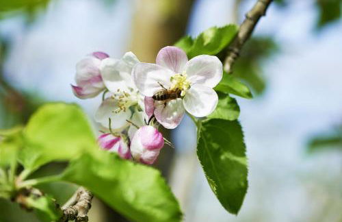 Winzerhof Wörner - Foto 7