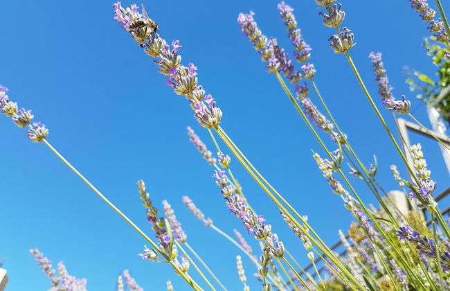 Apartments Silvija - Foto 10