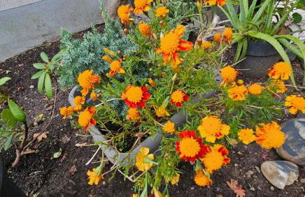 Ferienwohnung Bad Bergzabern - Foto 32