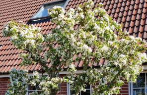 Gästehaus Hoofdmann Ferienwohnungen - Foto 20