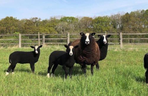 Whittlewood Shepherd's Hut in Silverstone, Cosy, Rural, Views - Photo 18