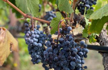 Trie Vineyard Cottage - Foto 32