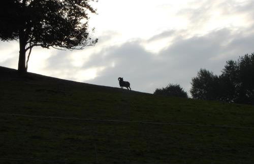 Gästehaus Wildgehege - Foto 39