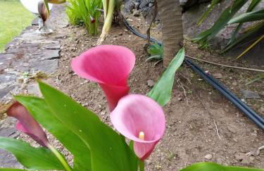 Sítio da Assumada - Foto 55