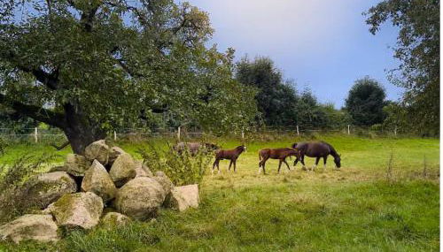 Ländliche Idylle - Foto 3