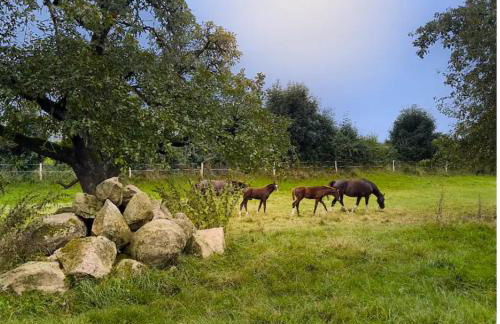 Ländliche Idylle - Foto 3