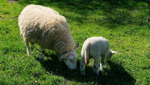 Naturlandhof Mitterer - Photo 5