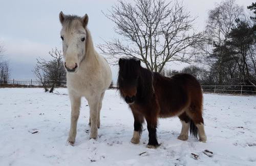 Doppelhaushälfte Nordwind vom Naturhof Usedom - Foto 38