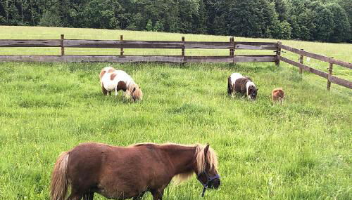 Bauniglerhof - Foto 4
