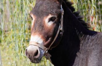 Azienda Agrituristica Pericle - Foto 58