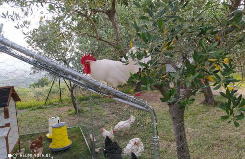 Azienda Agrituristica Il Moraiolo - Photo 15