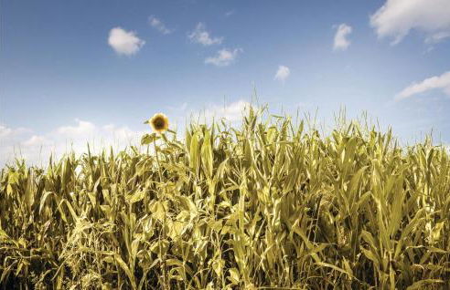 La Casa Delle Api - Photo 36