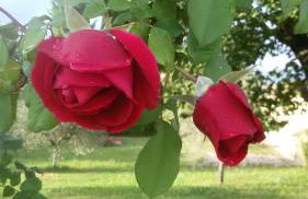 Casa Vacanze "Dimora Quercia" - Villino "Quercia" - Foto 40