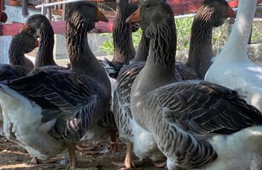 Come una volta farm - Foto 45