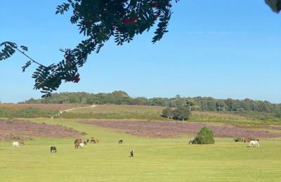 Hedgerows House New Forest - Foto 10