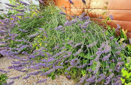 Demeure de charme paisible - Foto 38