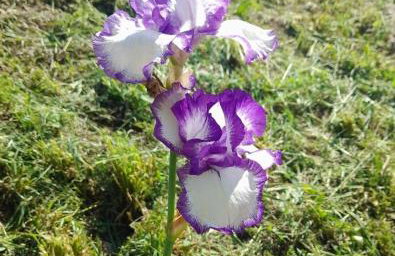 Quinta da Bolota Guest House - Foto 6