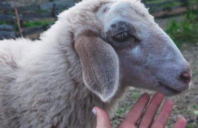 Farm stay Synergia - Hiden treasure - Photo 2