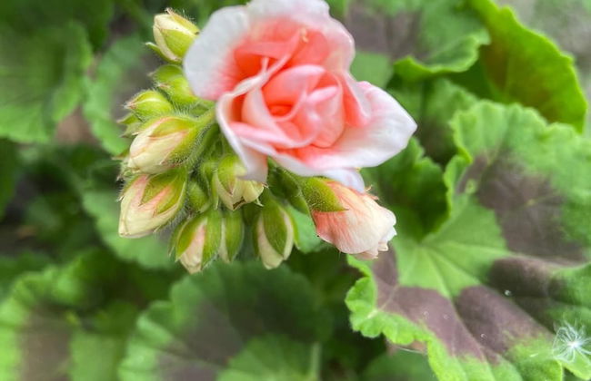 VISITAR BIOUCAS I - Casa Inteira Familiar e Grupo de Amigos - Foto 57