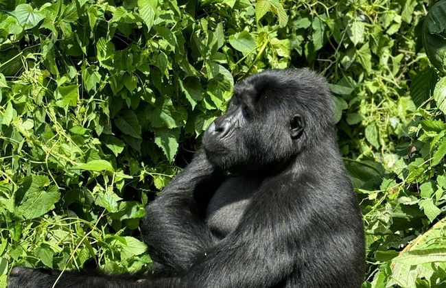 Antique Cottages - Photo 19