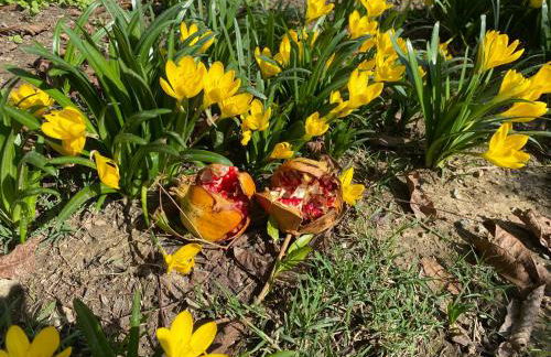 Casa Vacanze Podere San Giusto Volterra - Foto 43