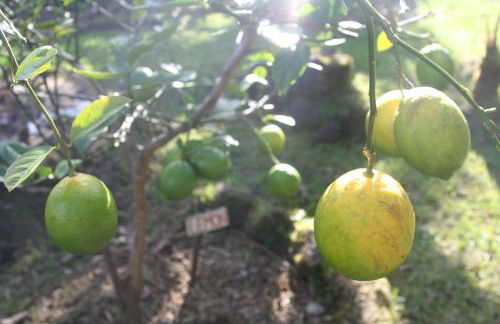 Ixchel Hawaii Volcano - Foto 14