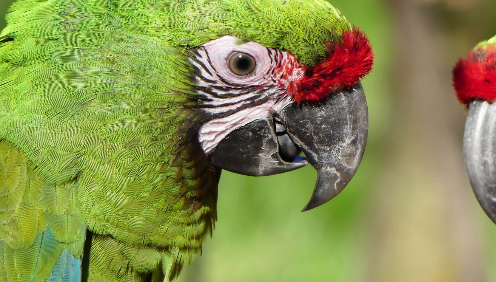 Tour por el Santuario de las Guacamayas - Foto 1, Tour por el Santuario de las Guacamayas