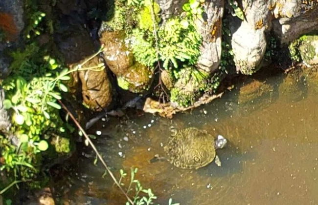 Pousada Temática Estrada Real - Foto 6