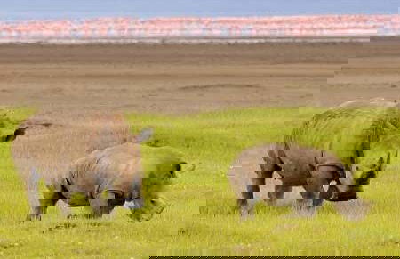 Safari de 6 días por Masái Mara, Amboseli y lago Naivasha - Foto 7