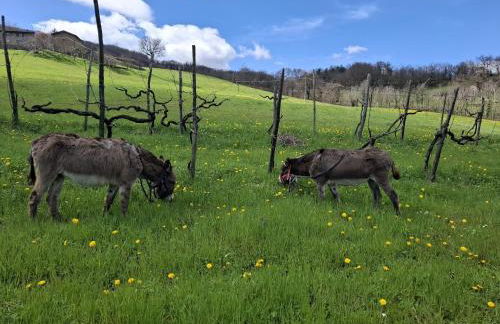 B&B dei Forestieri - Foto 31